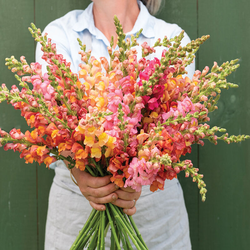 Snapdragon Bouquet snapdragon-bouquet