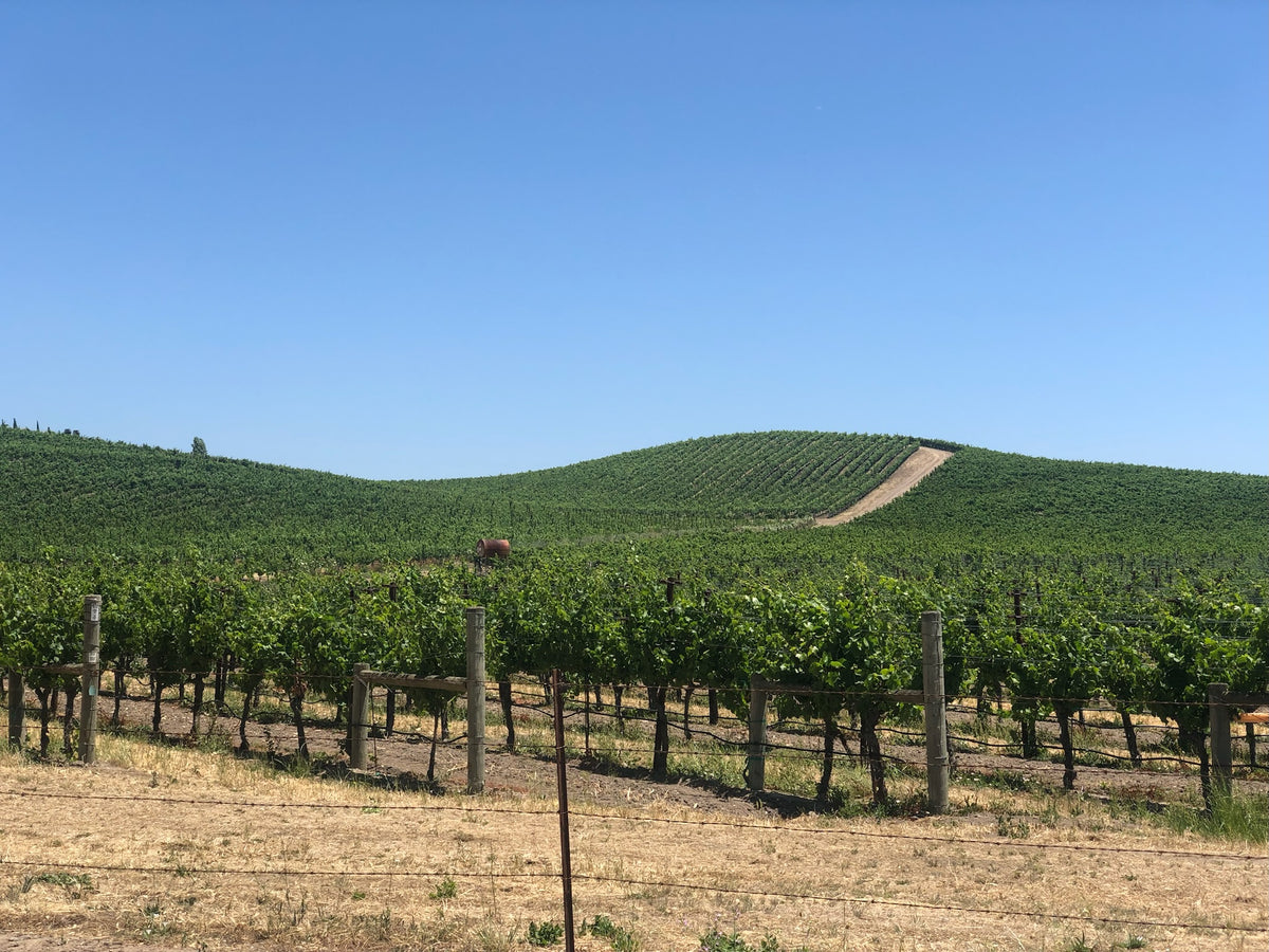 Cassidy Ranch vineyard rows